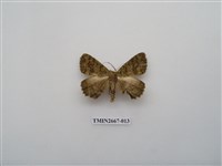 藏品(尺蛾204)的圖片